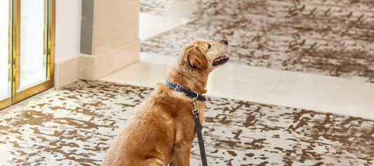 Pet-Friendly Tips for Making that Dream Vacation with Your Dog a Success!